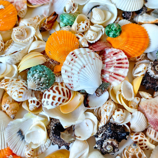 200g Medium SeaShells