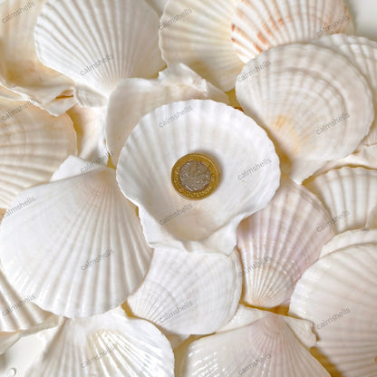 White Scallop Shells 7-8 cm Seashells Beach Decor Crafts DIY Jewelry Supplies