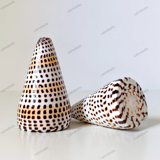 Lettered Cone Shells