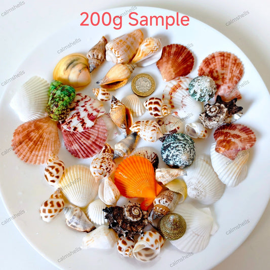 200g Medium SeaShells