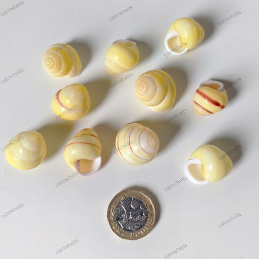 10 pcs Yellow Sea Grape Snail Shells