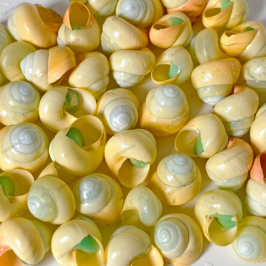 5 pcs Yellow Asperitas Land Snail Shells
