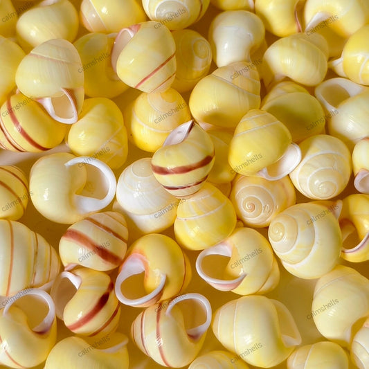 10 pcs Yellow Sea Grape Snail Shells