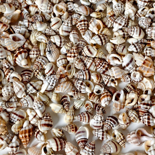 200g Tiny Striped Mini Seashells