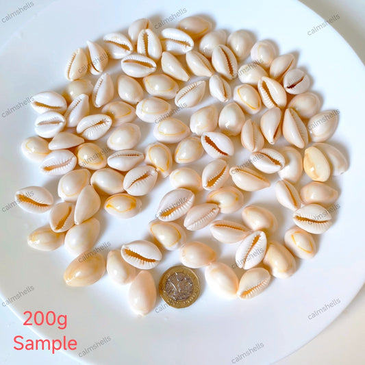 200g Gold Ring Cowrie Shells