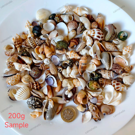 200g Mixed Seashells (0.5-3 cm)