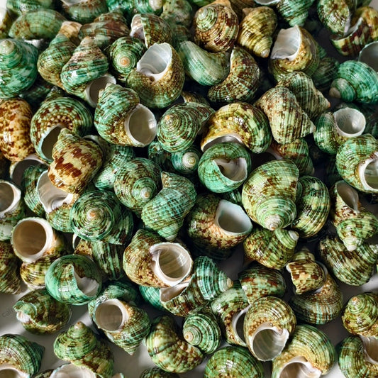 200g Small Green Turban Snail Shells