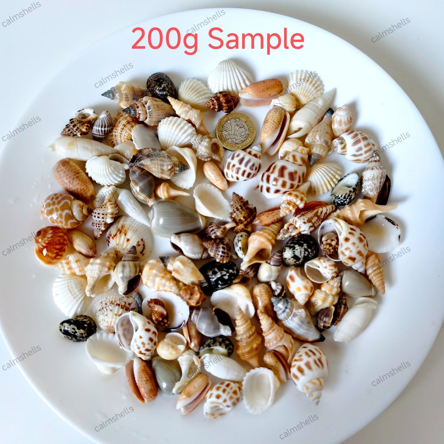 Mixed Sea Shells Conch Seashells 1-4cm Natural Beach Decor Craft Supplies