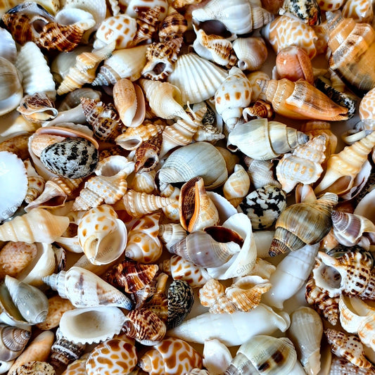 200g Mixed Seashells (1-4cm)