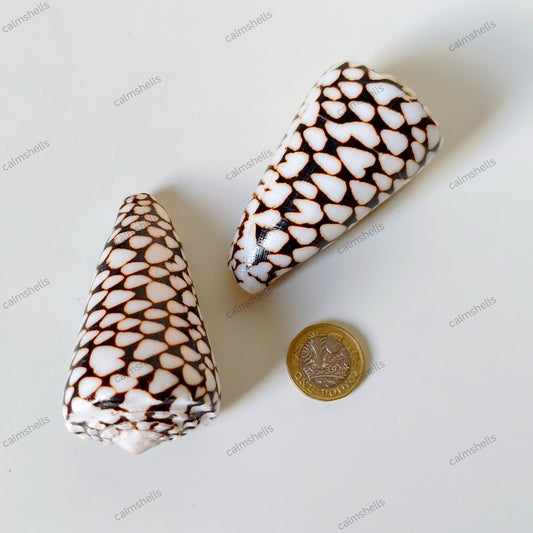 Marble Cone Shells