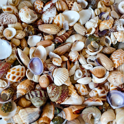 Mixed Seashells Natural Conch Shells 0.5-3cm for Crafts Aquarium Decoration