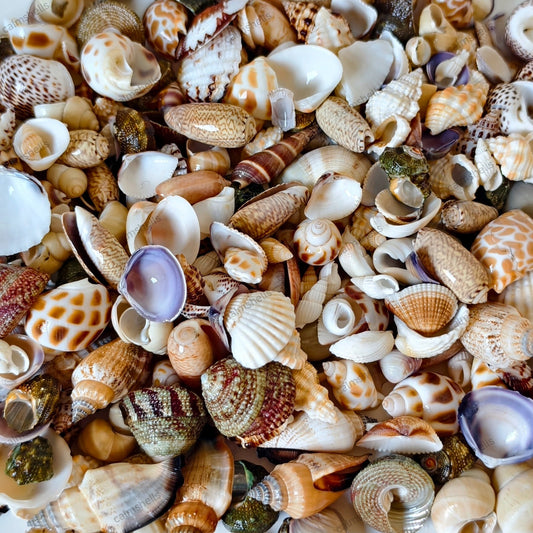 200g Mixed Seashells (0.5-3 cm)