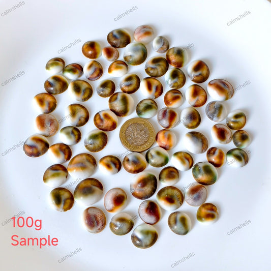 200g Natural Turban Snail Shell Operculum