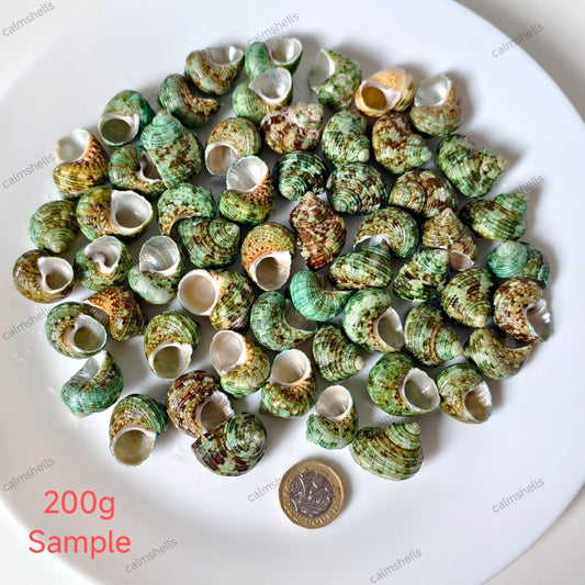 200g Small Green Turban Snail Shells