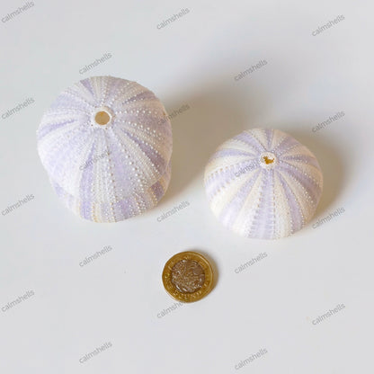 Natural Purple Sea Urchin Shells 4-6 cm Beach Coastal Home Decor Crafts Wedding