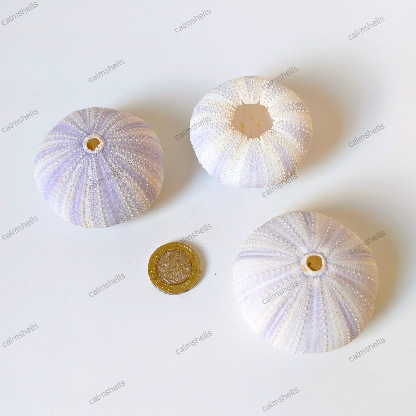 Natural Purple Sea Urchin Shells 4-6 cm Beach Coastal Home Decor Crafts Wedding