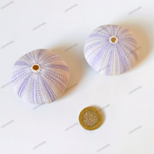 2 pcs Purple Sea Urchin Shells