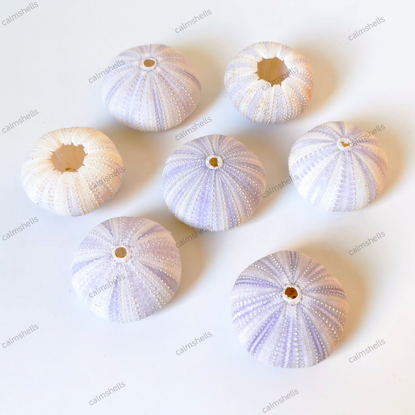 Natural Purple Sea Urchin Shells 4-6 cm Beach Coastal Home Decor Crafts Wedding