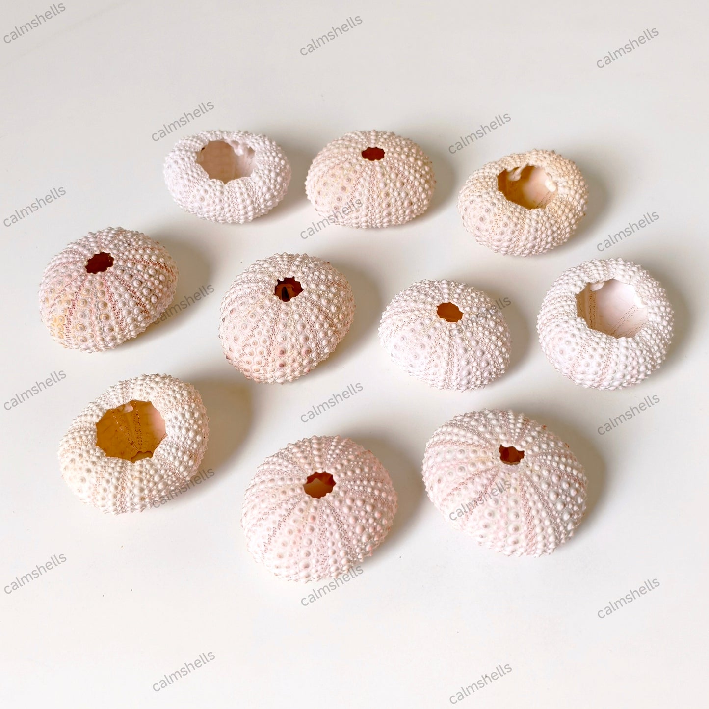 Natural Light Pink Sea Urchin Shells 4-5 cm Beach Coastal Home Decor Crafts