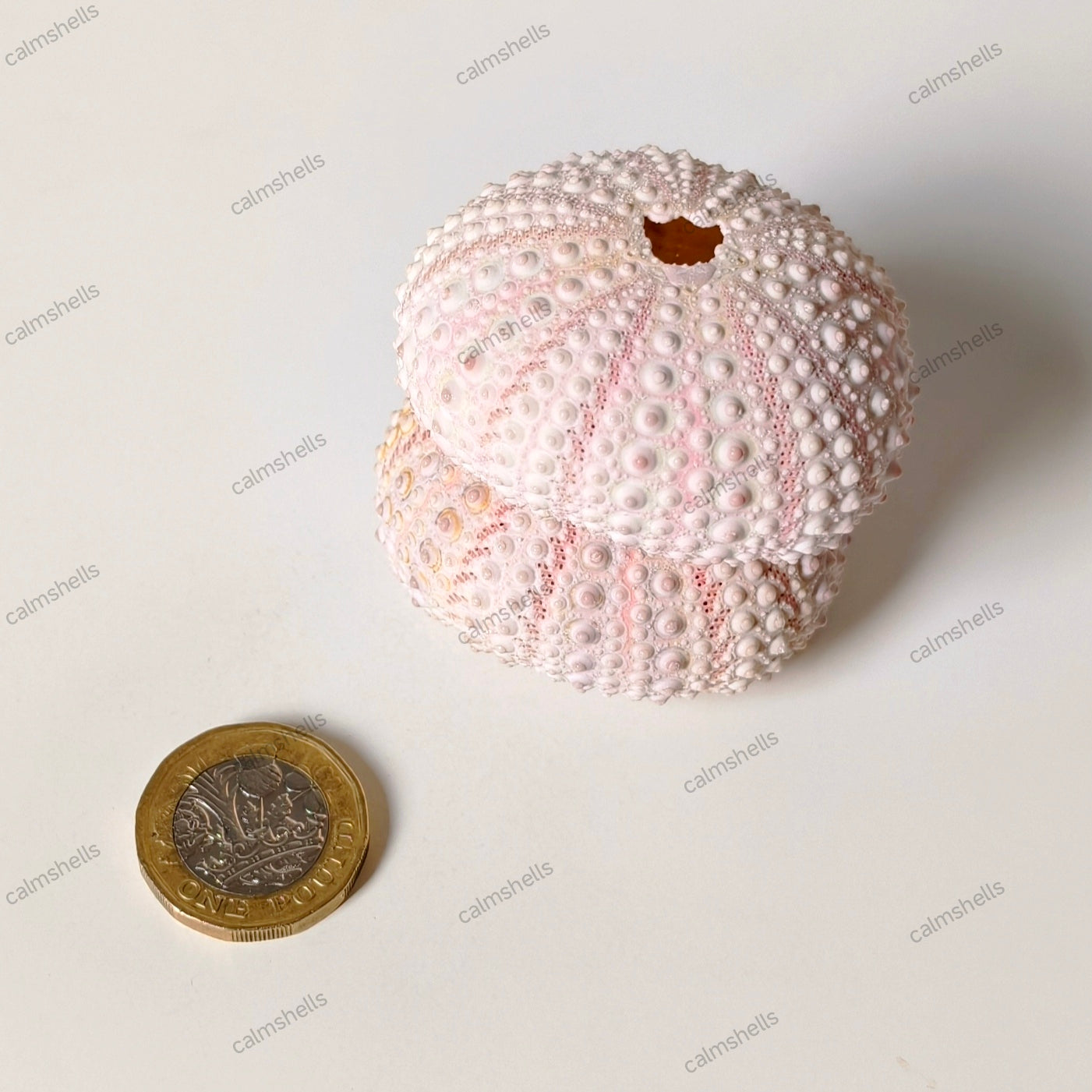 Natural Light Pink Sea Urchin Shells 4-5 cm Beach Coastal Home Decor Crafts