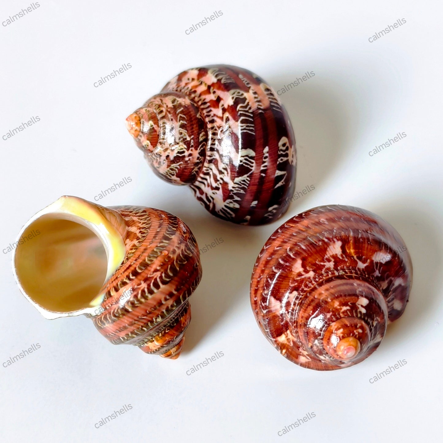 Polished Brown Seashells Tapestry Turban Snail Shells 4-6 cm Turbo petholatus