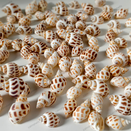 Seashells Spotted Babylon Conch Snail Shells Natural Ocean Decor Craft Supplies
