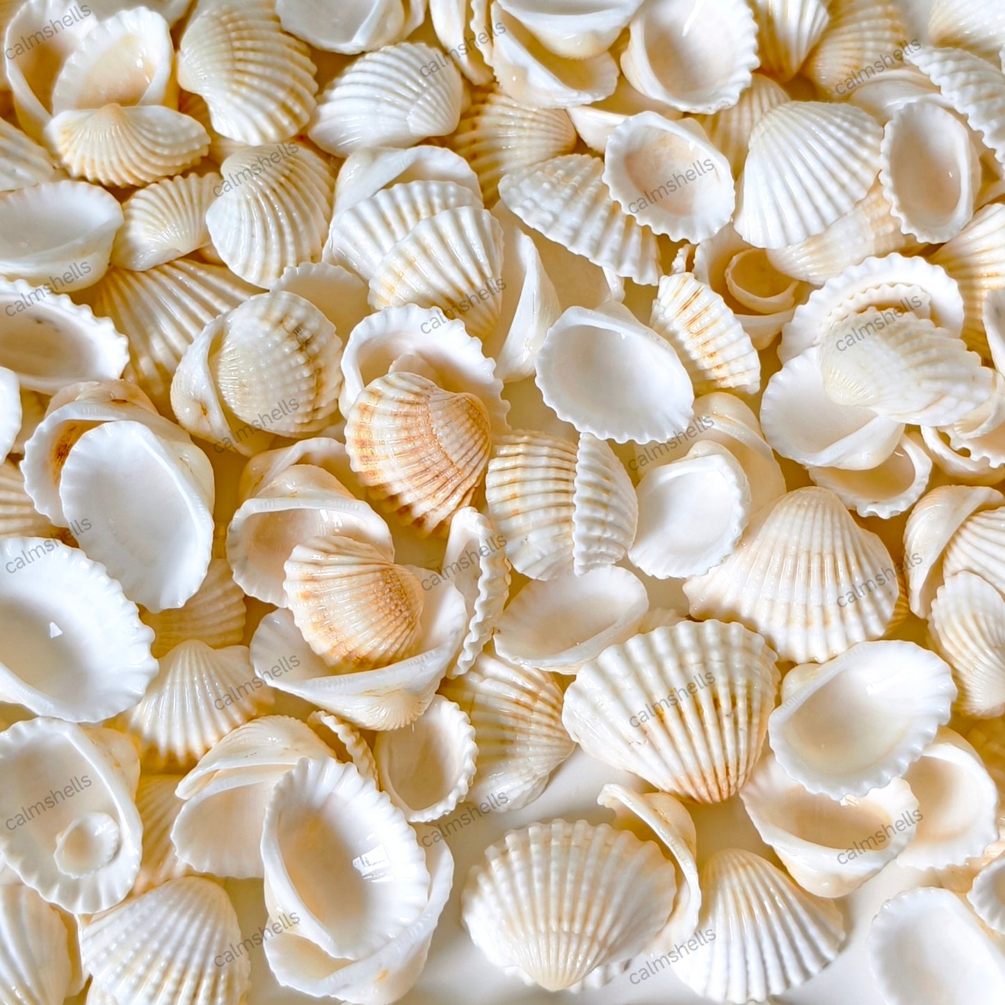 Small White Seashells Coastal Wedding Decor Jewelry Making Nautical Crafts