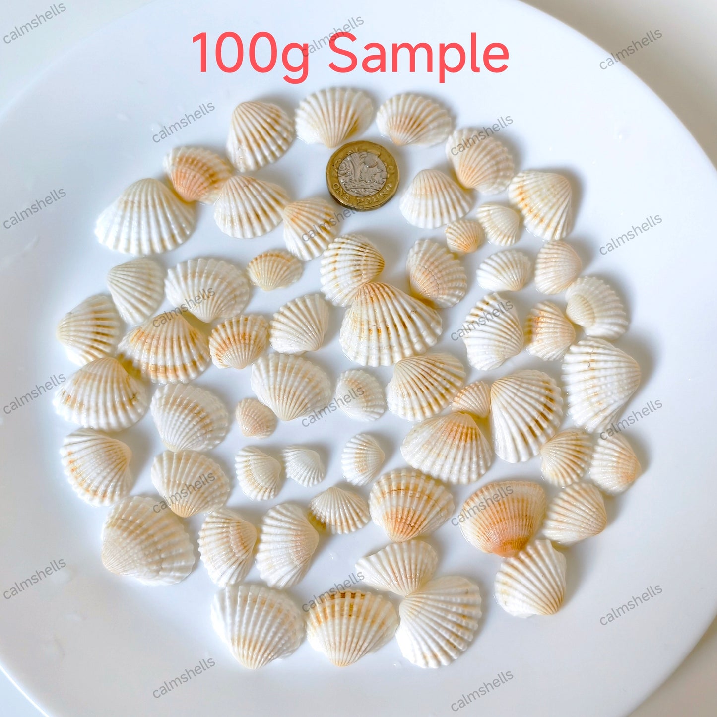 Small White Seashells Coastal Wedding Decor Jewelry Making Nautical Crafts