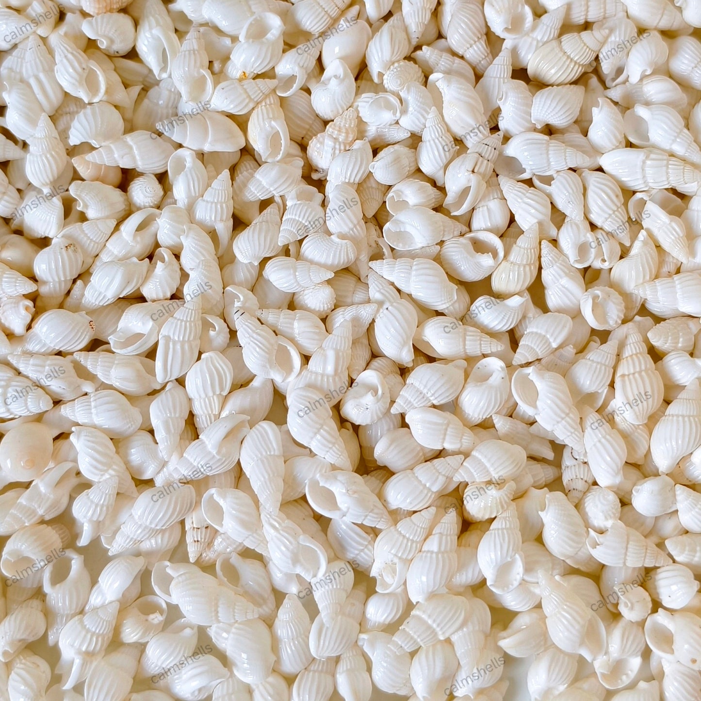 White Mini Conch Shells Tiny Sea Shells for DIY Crafts Home Aquarium Jewelry