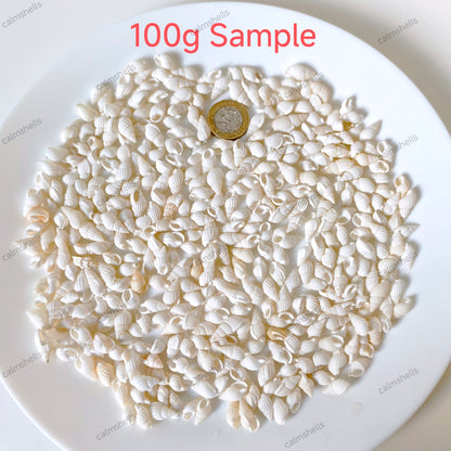 White Mini Conch Shells Tiny Sea Shells for DIY Crafts Home Aquarium Jewelry