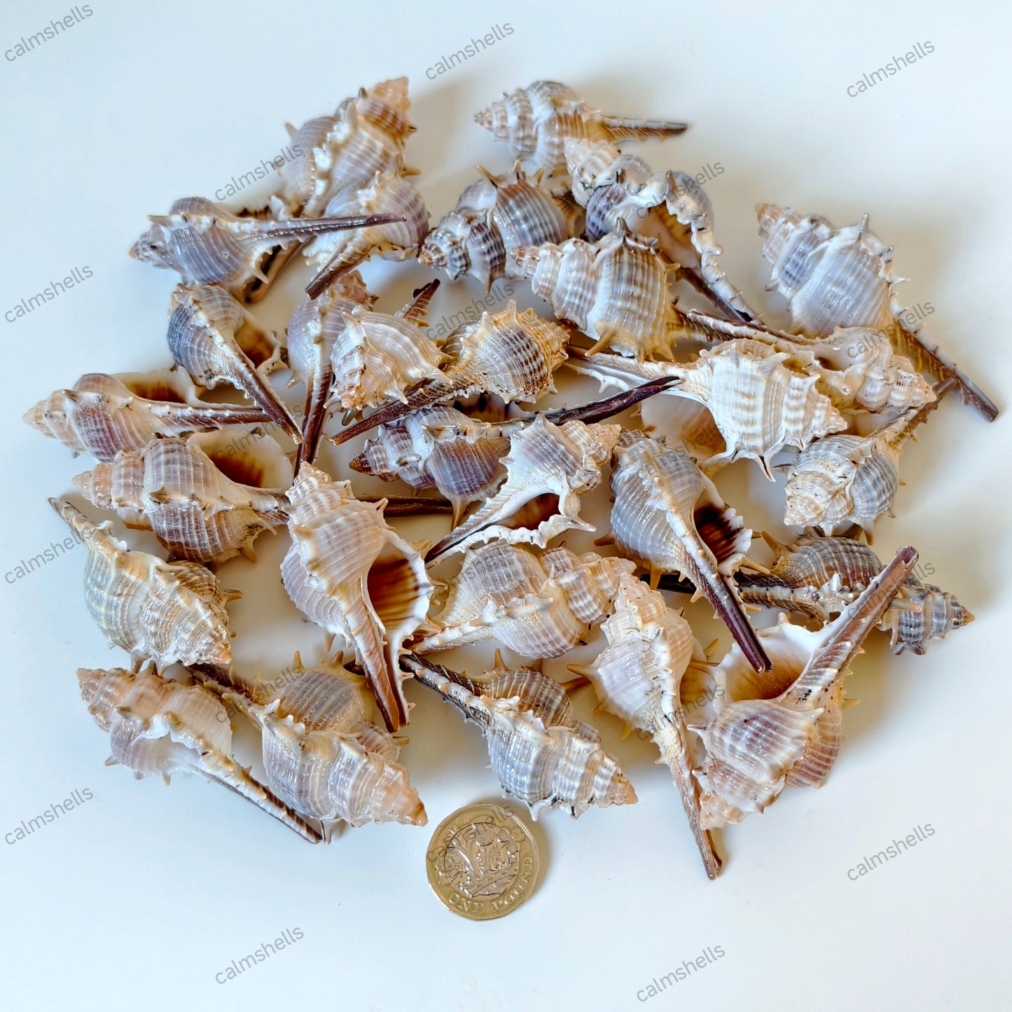 Rare Spined Murex Trapa Seashells Natural Ocean Shells Coastal Home Decor