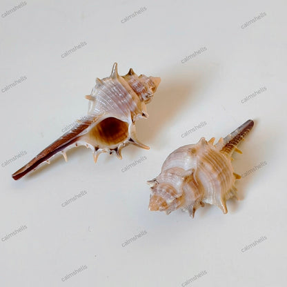 Rare Spined Murex Trapa Seashells Natural Ocean Shells Coastal Home Decor