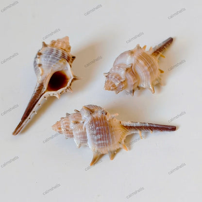 Rare Spined Murex Trapa Seashells Natural Ocean Shells Coastal Home Decor