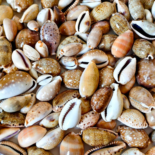Mixed Cowrie Shells Natural Sea Shells Beach Decor Crafts Aquarium Decoration