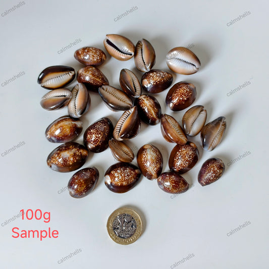 Natural Snakehead Cowrie Seashells Monetaria caputserpentis for Home Decor