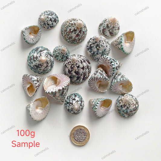 Natural Pyramid Top Shells Seashells Mixed Size 2-5cm Beach Nautical Decor Craft