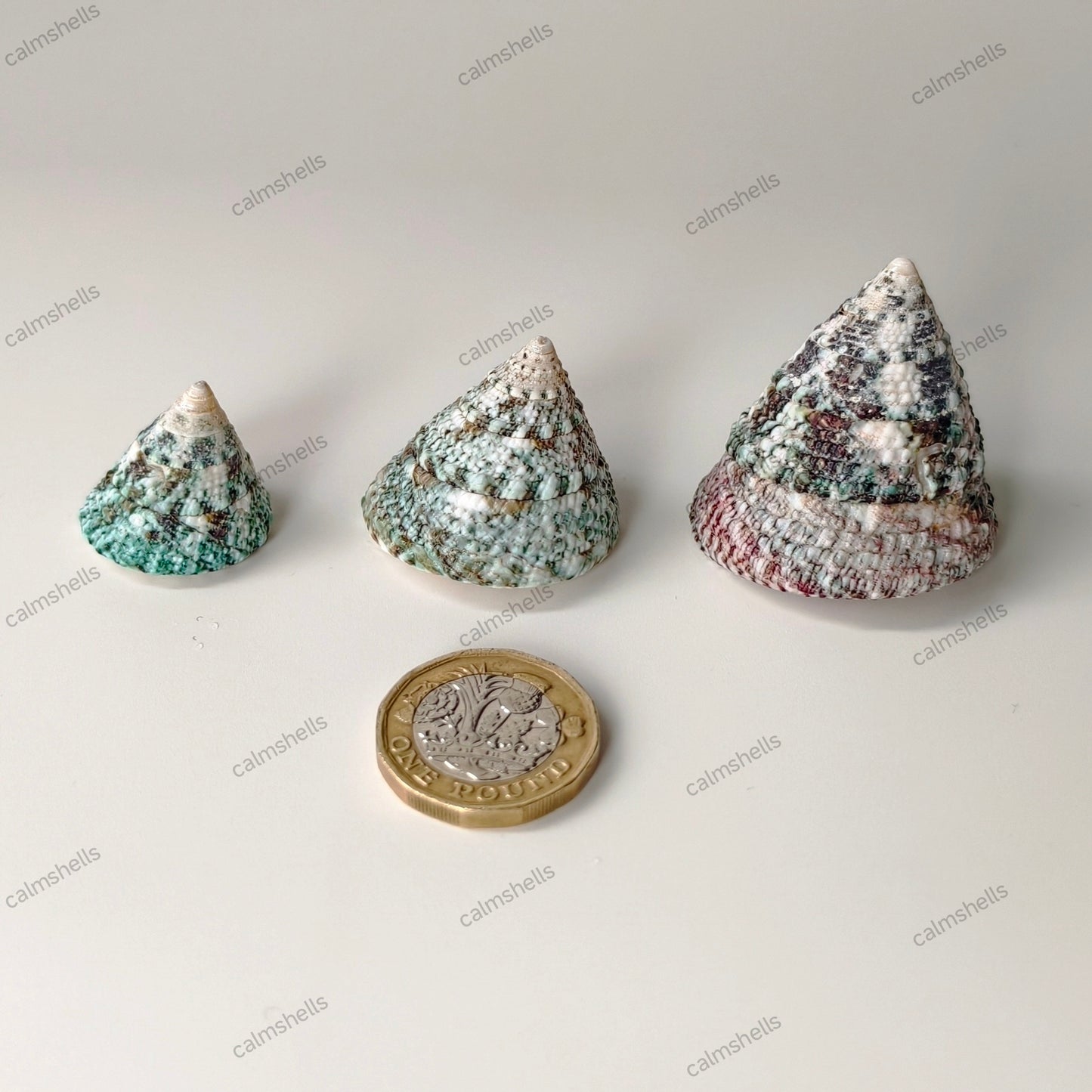 Natural Pyramid Top Shells Seashells Mixed Size 2-5cm Beach Nautical Decor Craft
